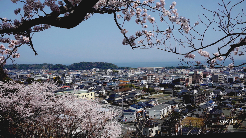 写真エッセイ：桜１：わが町を望む：NTW327