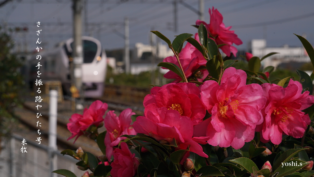 写真句：さざんかの路