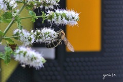 写真句：ミントの花に蜂