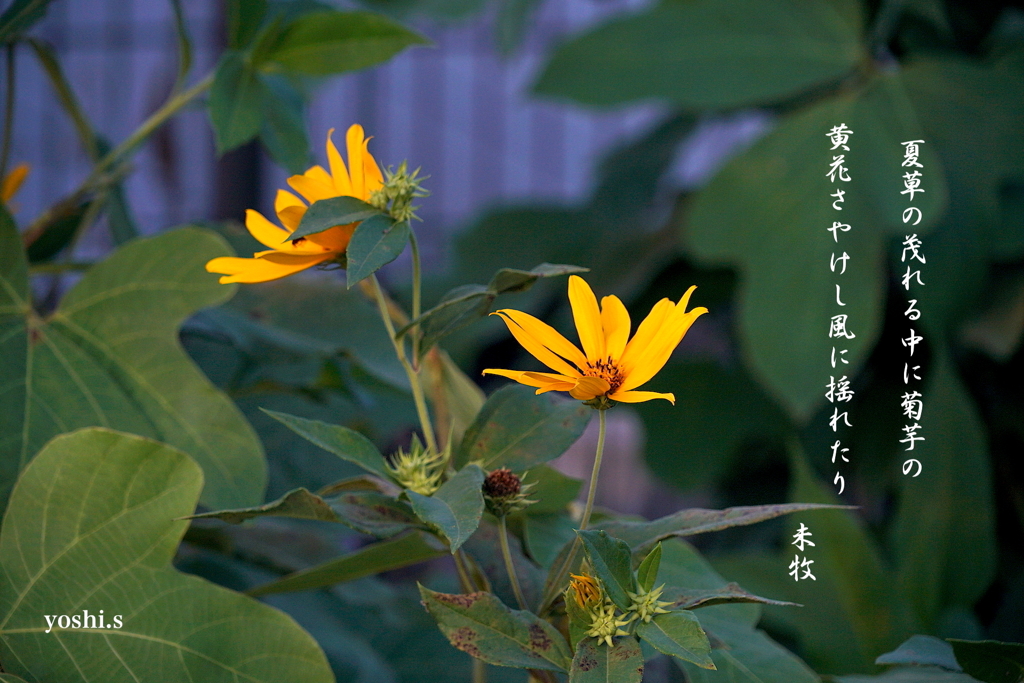 写真歌：菊芋の花