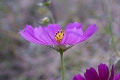 花９