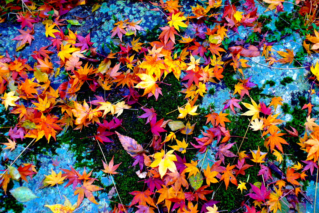 秋の彩り17：落ち紅葉２