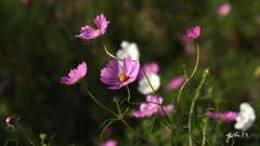 写真句：秋桜２