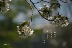 写真句：山桜２：風に揺る