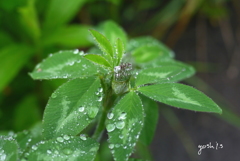 写真エッセイ：雨のロンド