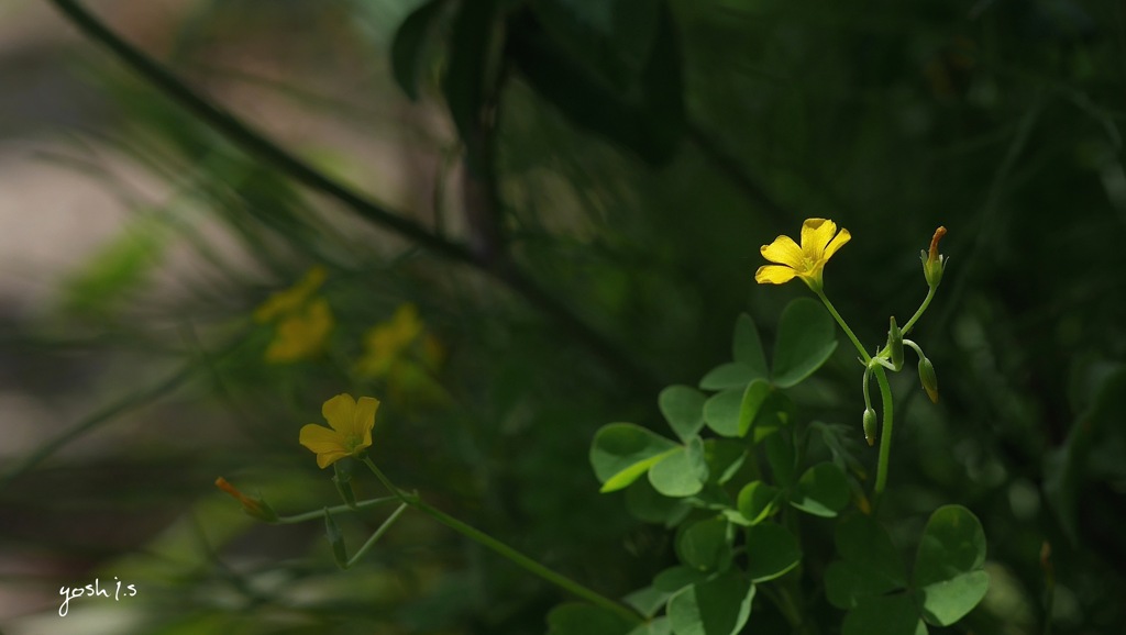 写真掌編：草花たちのプレリュード５：かたばみ