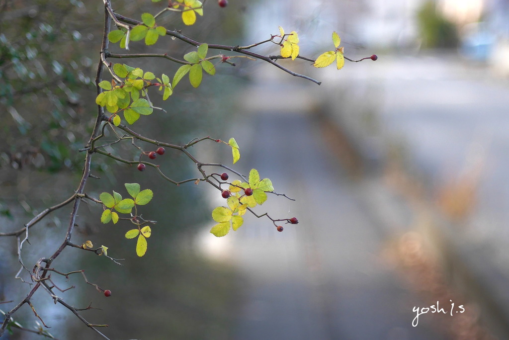 写真句：遠き日の道