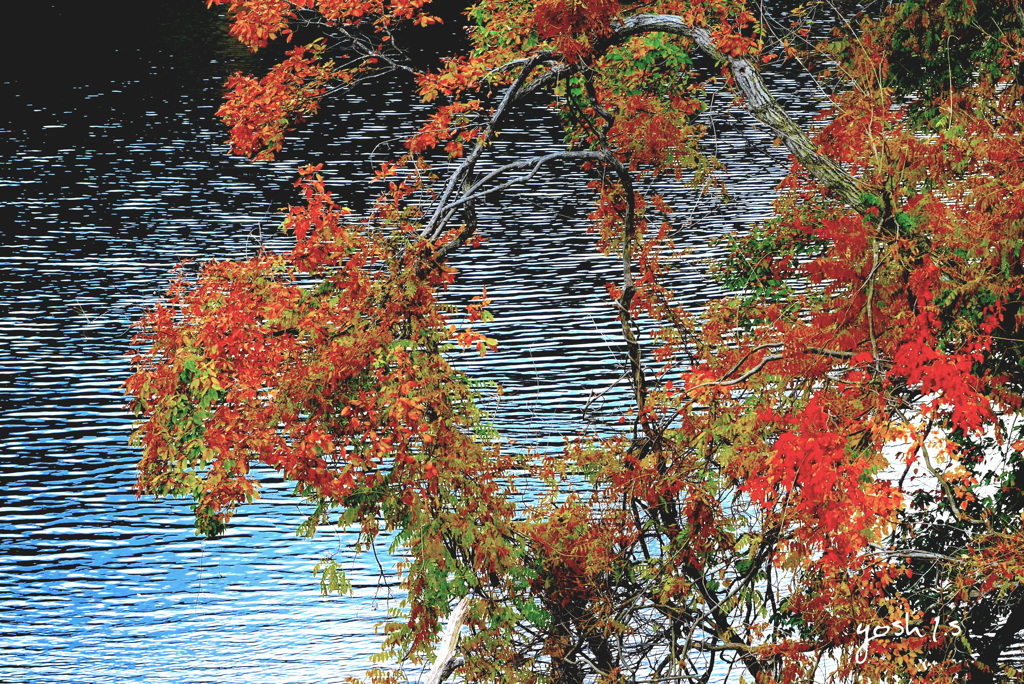 写真エッセイ：花貫紅葉３：紅葉細波