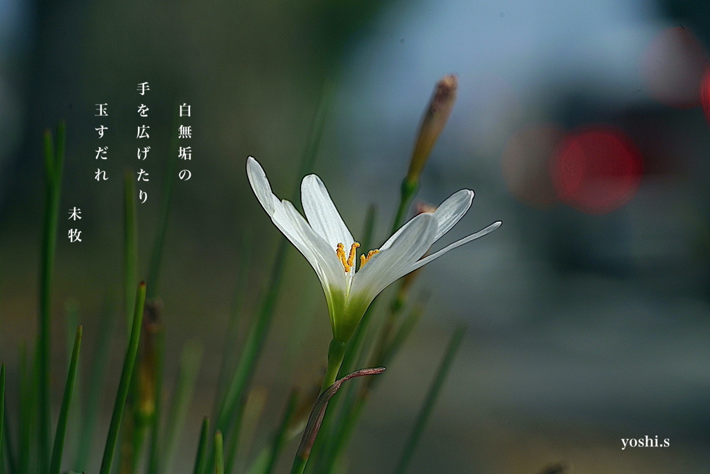 写真句：玉簾