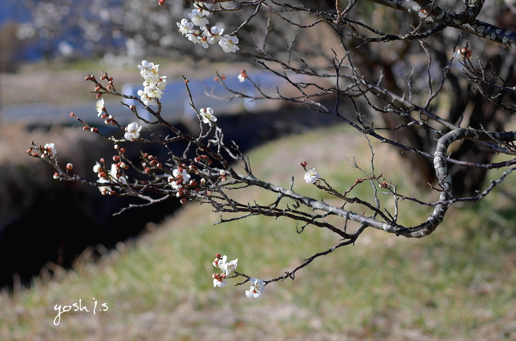 写真句：梅が枝４
