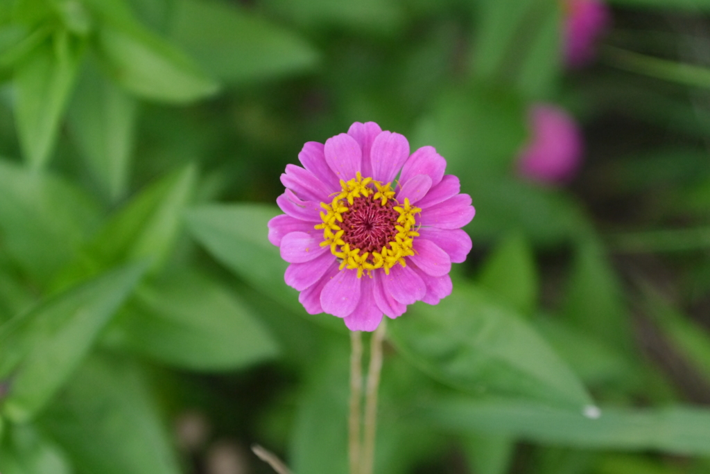 花４（投稿200枚目）