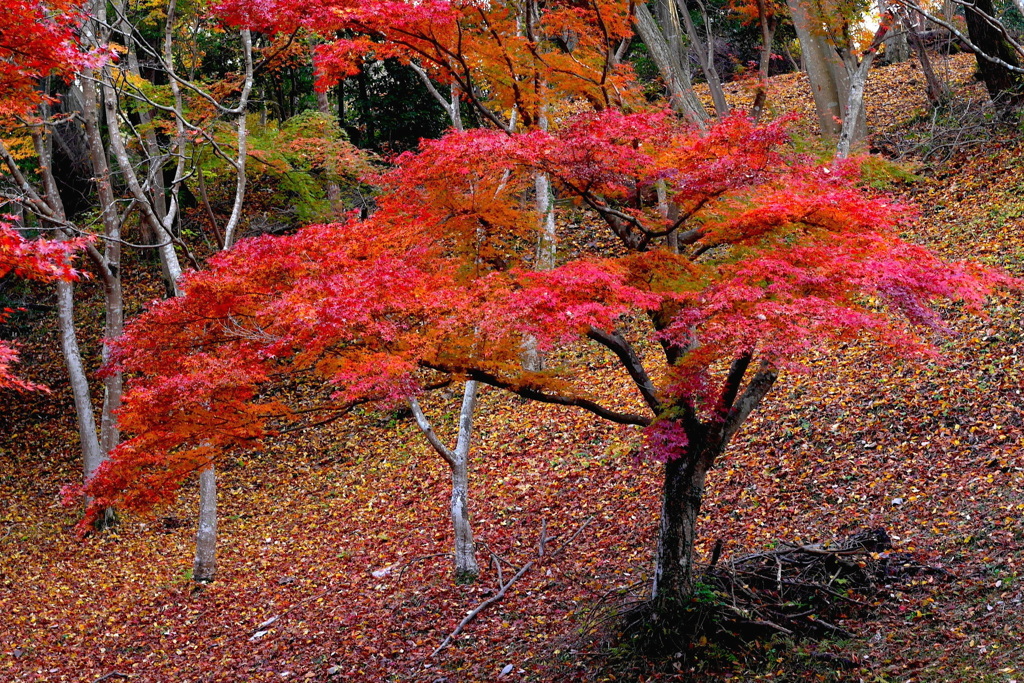 紅葉三昧２