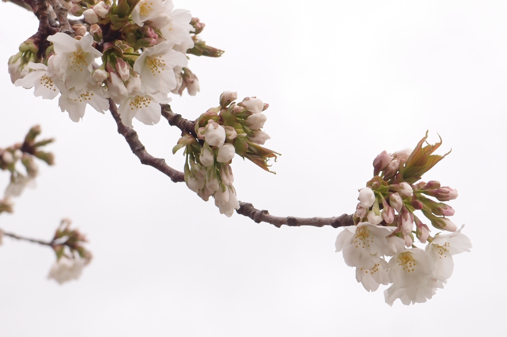 山桜開花！１