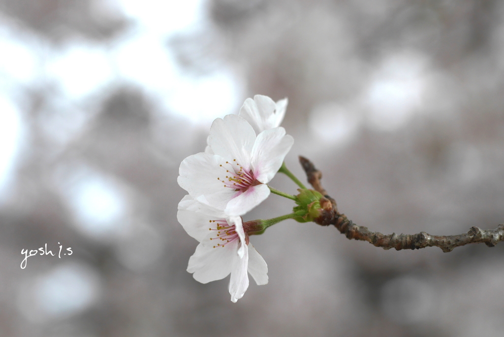 写真句：さくらさくら３