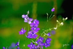 写真エッセイ：梅雨の晴れ間の花２