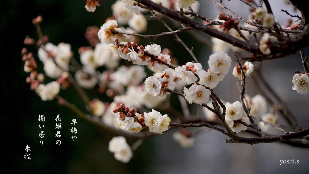 写真句：花姫君１