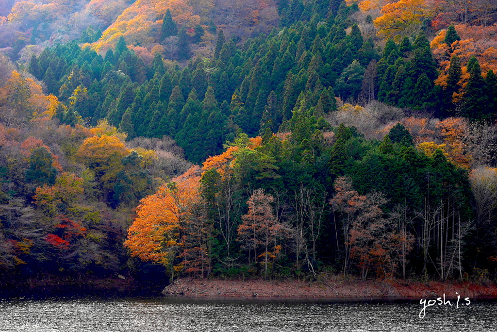 写真エッセイ：花貫紅葉４：山の彩