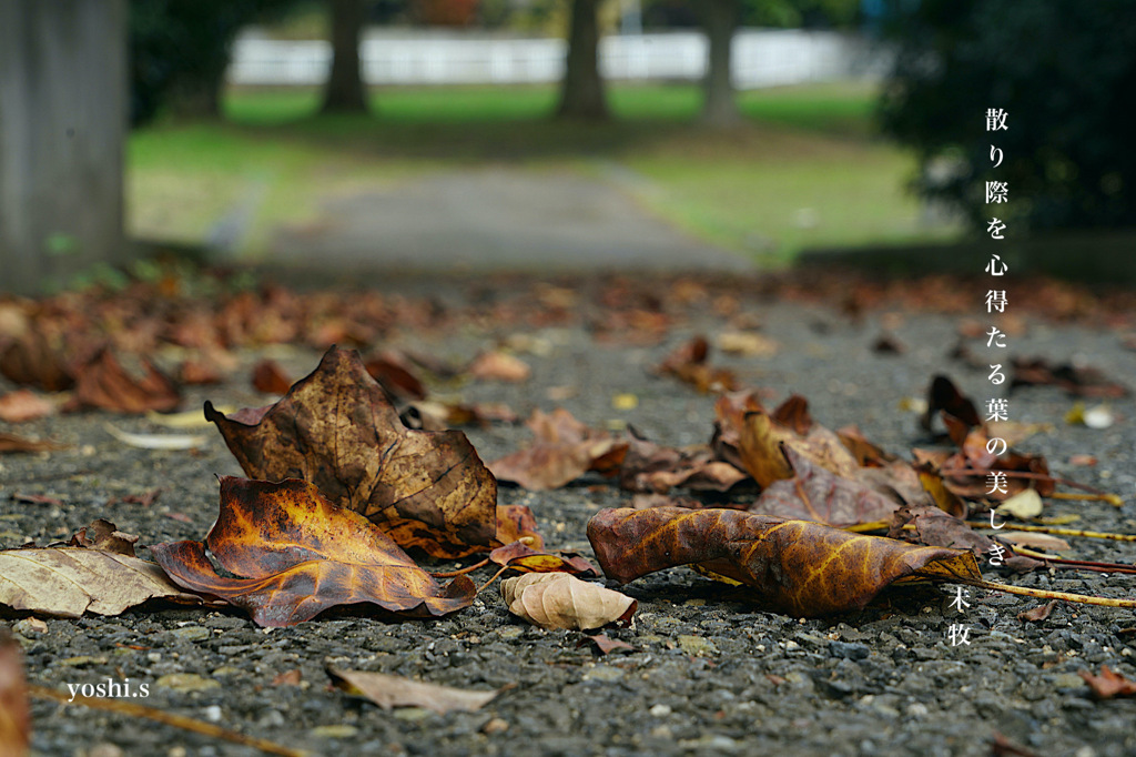 写真句：半纏の葉３：落葉