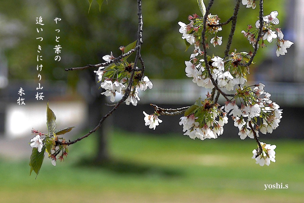 写真句：山桜花、その後