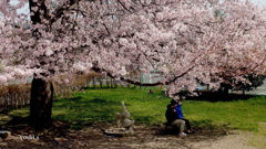 写真歌：桜21：街の公園２：語らい２