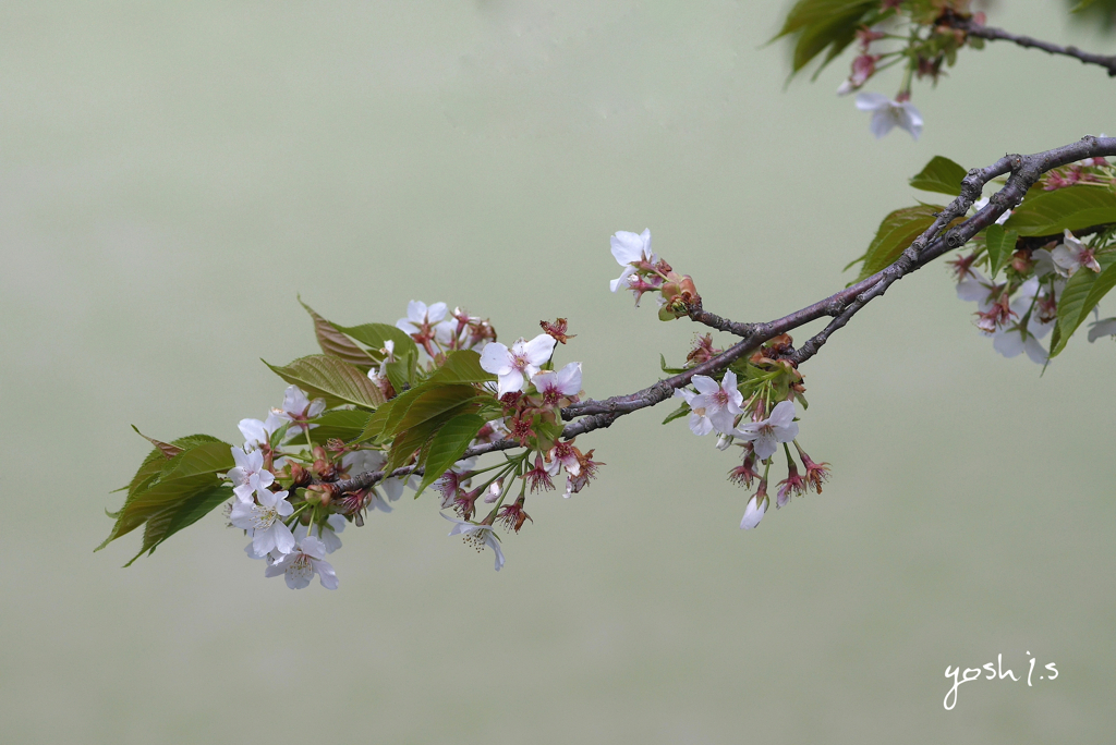 写真エッセイ：往く山桜１：投稿７周年を記念して