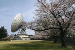 写真エッセイ：さくら宇宙公園さくら祭り４：NTW596
