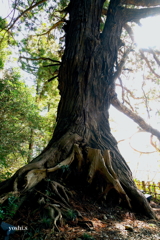 写真エッセイ：偕楽園散歩８：太郎杉