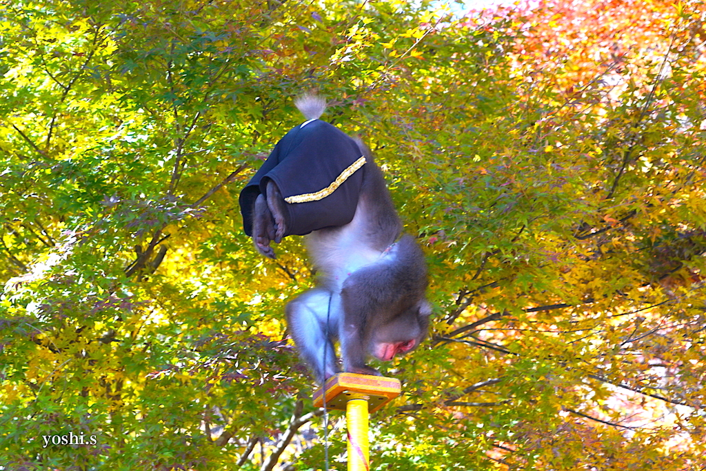 写真エッセイ：花貫渓谷紅葉狩り2023 その７：猿まわし２