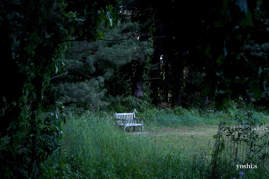写真エッセイ：アメリカ見たまま記23：森の中４：白いベンチ