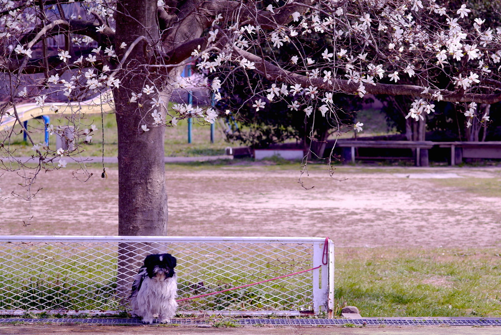 Belle under the Kobushi tree 2016