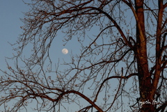 写真句：満月にはちと早い