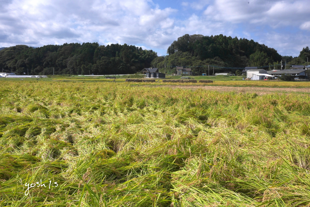 写真エッセイ：台風の足跡：NTW216