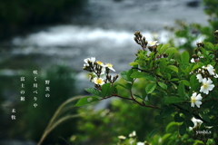写真句：冠雪の富士 Photo Trip11：野茨
