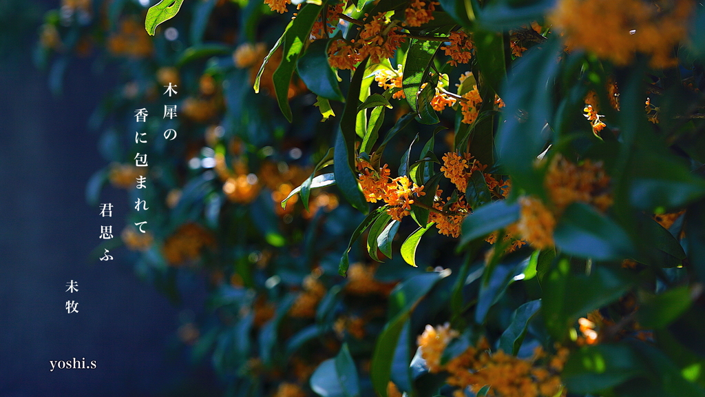 写真句：金木犀