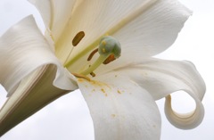 百合、どーん！