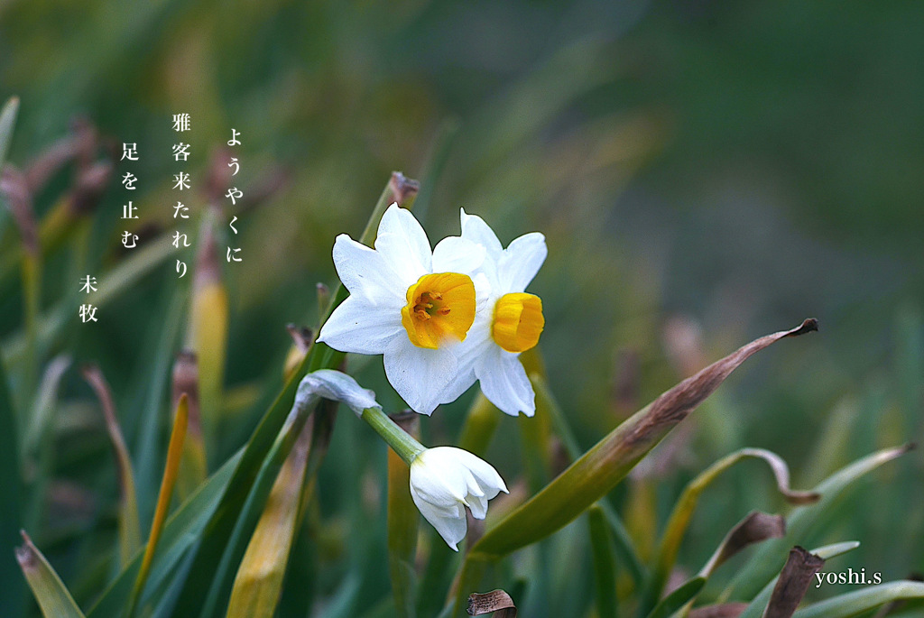 写真句：雅客