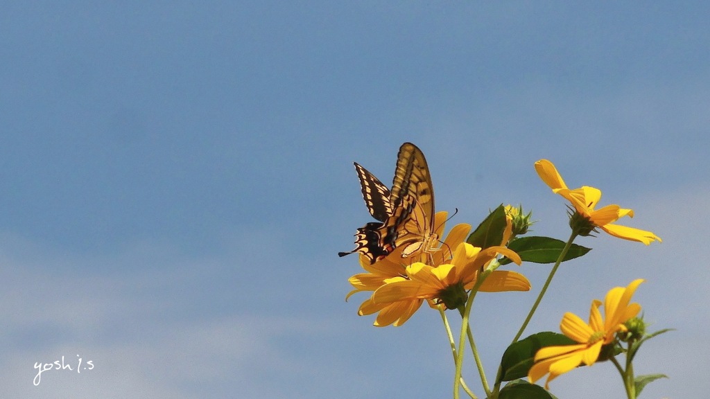 写真句：花の森のてふてふ15：菊芋に揚羽蝶４