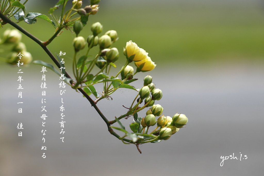 写真歌：風薫る五月