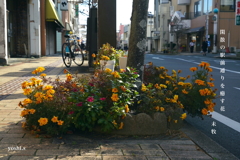 写真句：カラフル写ん歩10：駅前通りの花：NTW643