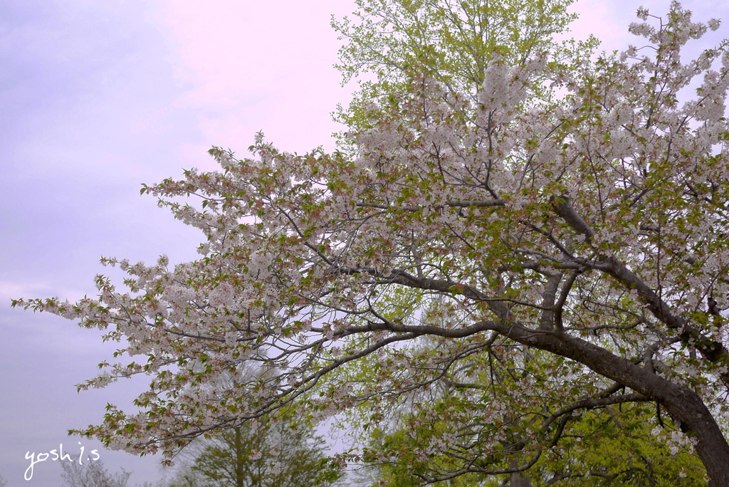 平成を送る：山桜３：写真歌