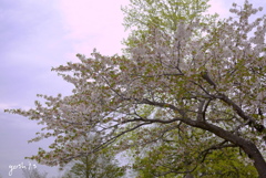 平成を送る：山桜３：写真歌