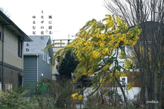 写真句：ミモザ揺る