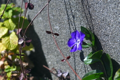 写真エッセイ：蔓桔梗：３・９ サンキュー！