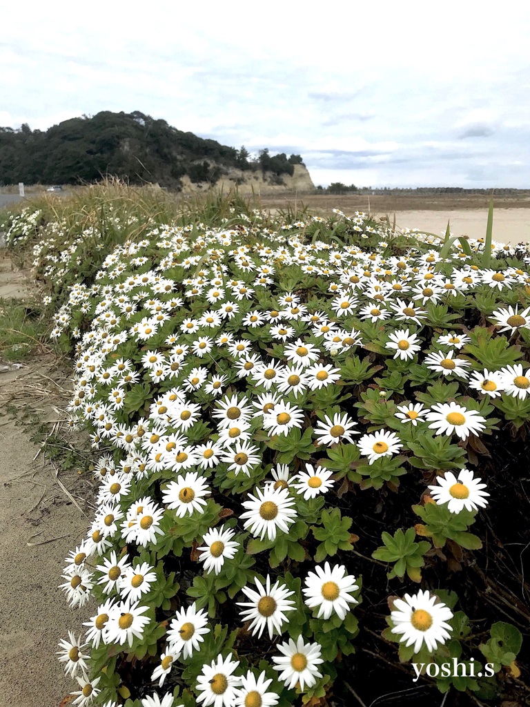 写真歌：浜菊１