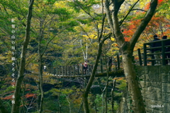 写真句：花貫渓谷紅葉狩り2025：紅葉の吊り橋