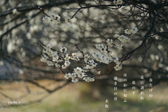 写真歌：春告げの花２