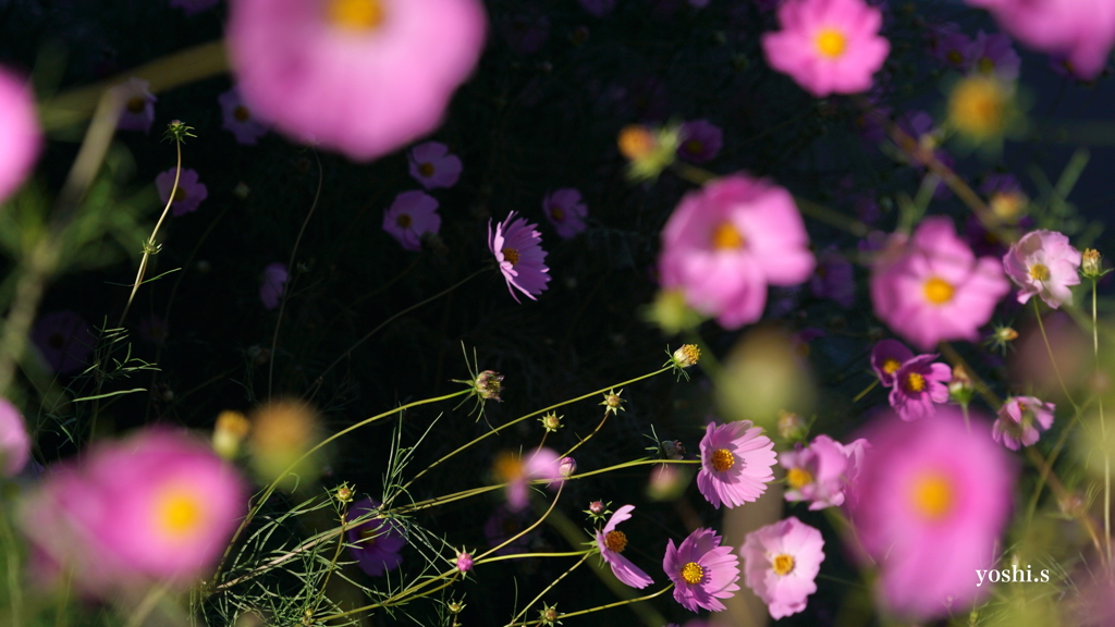 写真句：秋の華やぎ１