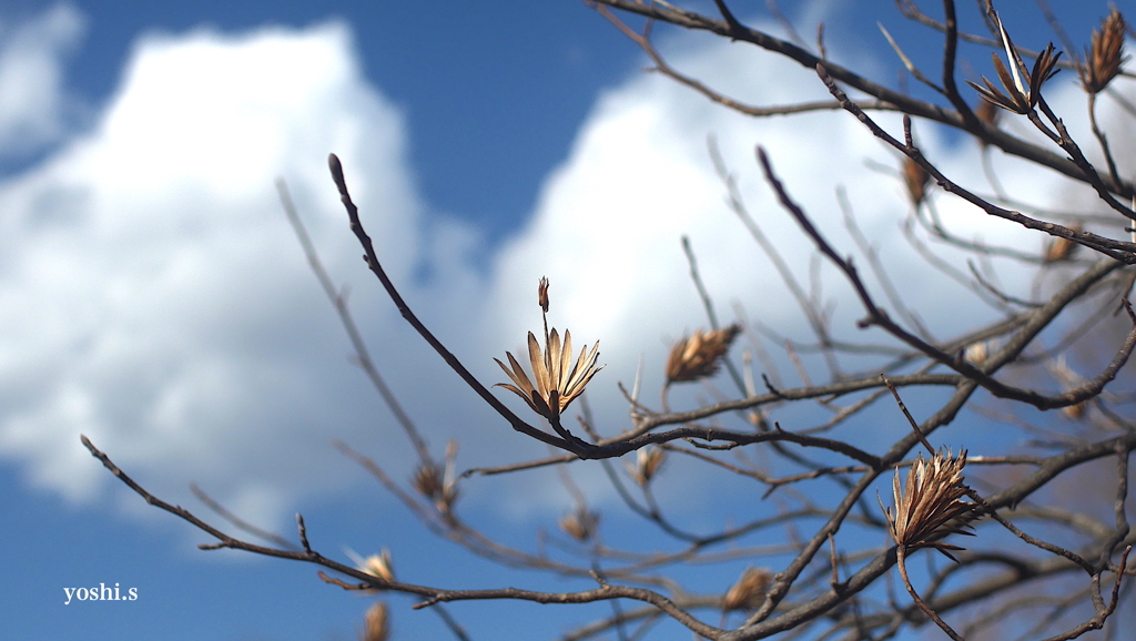 写真歌：ゆりのき 三題の２：花殻