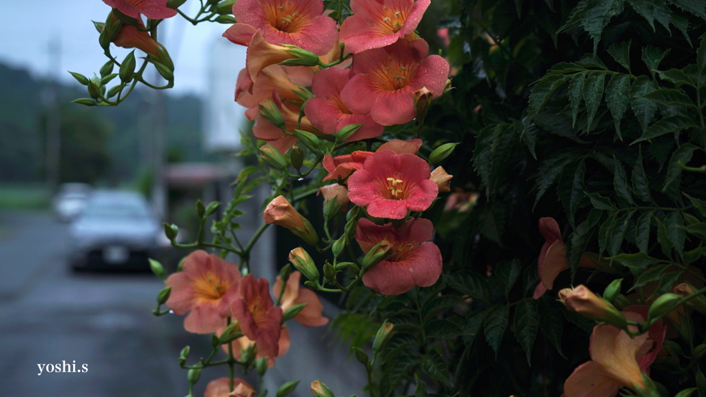 写真掌編：続々々・夜会の花（龍馬異聞 Ⅳ）３