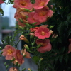 写真掌編：続々々・夜会の花（龍馬異聞 Ⅳ）３